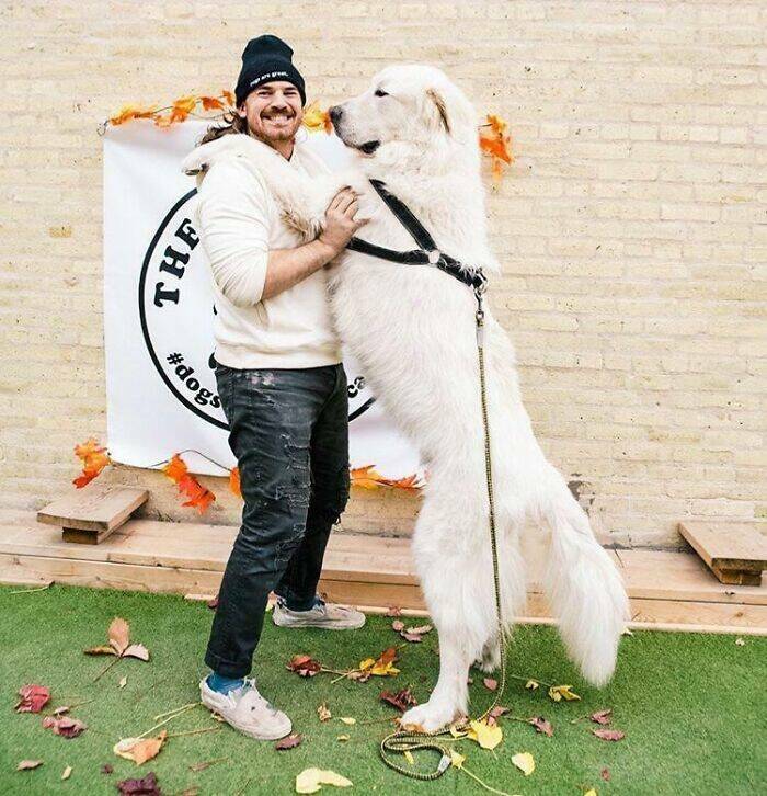 Gentle Giants Unleashed: Massive Dogs Living Large And Loving It