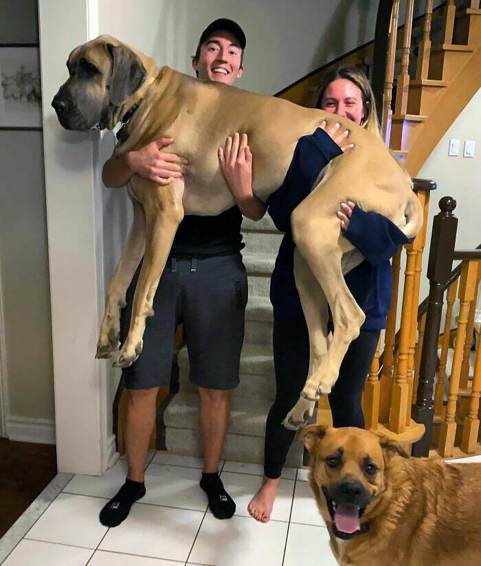 Gentle Giants Unleashed: Massive Dogs Living Large And Loving It