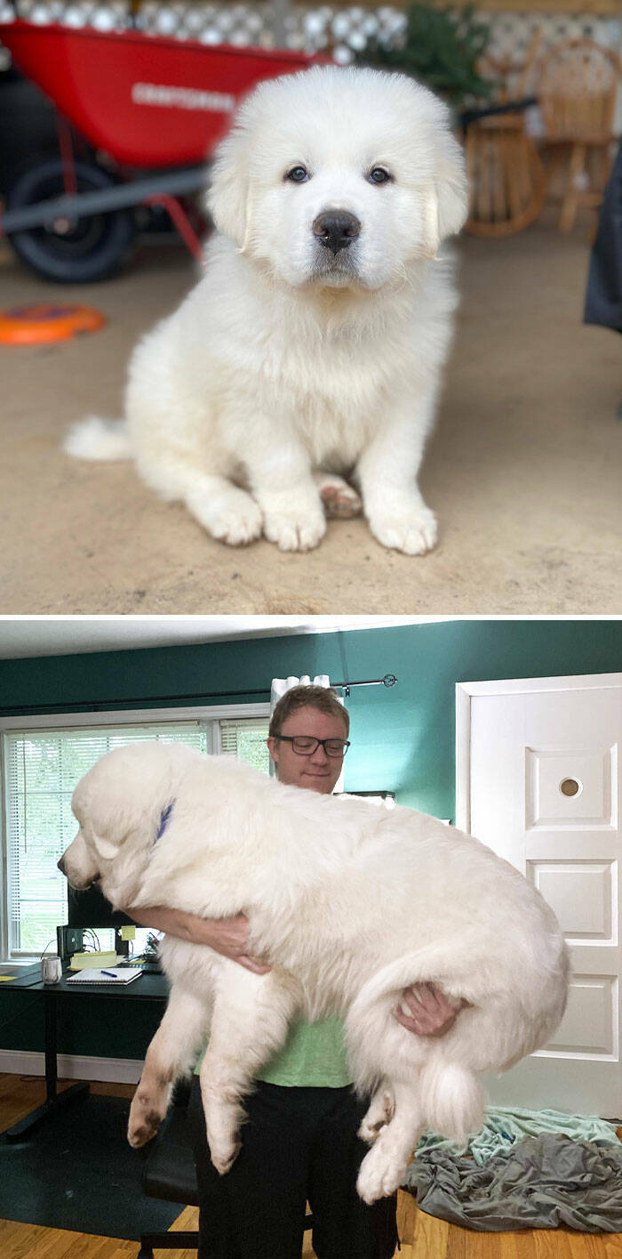 Gentle Giants Unleashed: Massive Dogs Living Large And Loving It