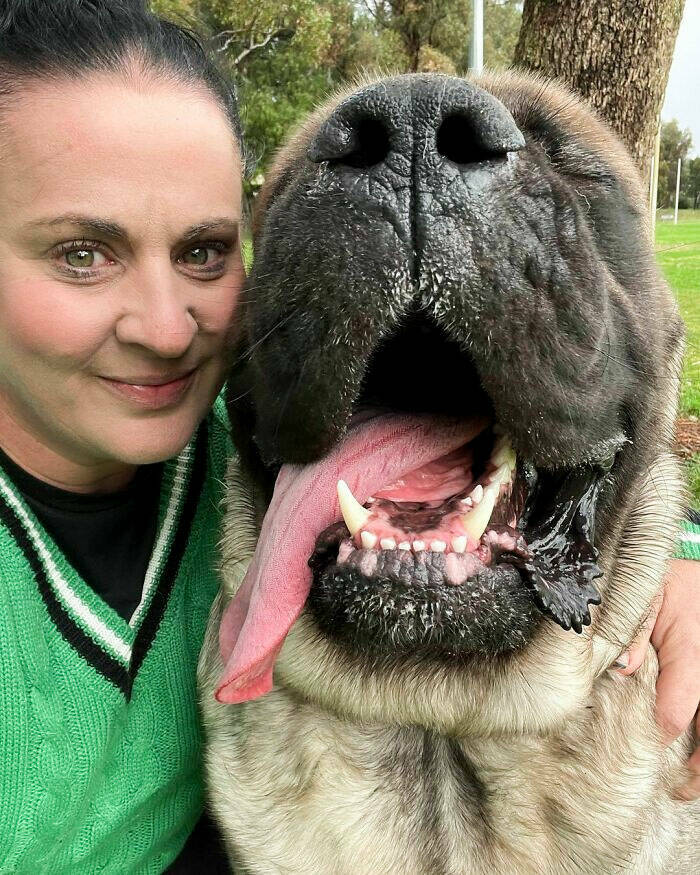 Gentle Giants Unleashed: Massive Dogs Living Large And Loving It