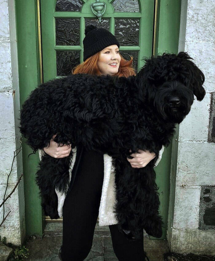 Gentle Giants Unleashed: Massive Dogs Living Large And Loving It