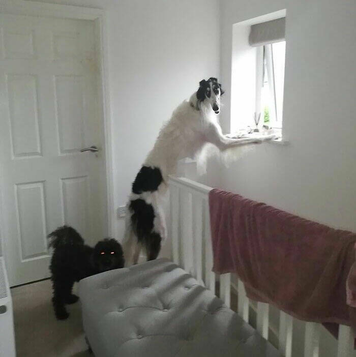 Gentle Giants Unleashed: Massive Dogs Living Large And Loving It