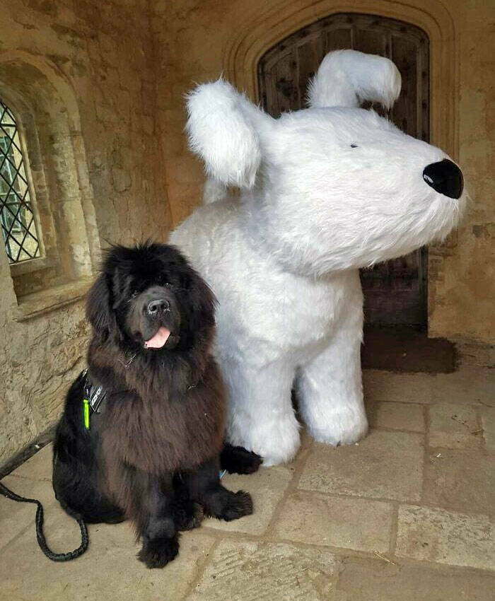 Gentle Giants Unleashed: Massive Dogs Living Large And Loving It
