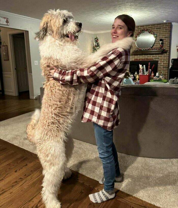 Gentle Giants Unleashed: Massive Dogs Living Large And Loving It