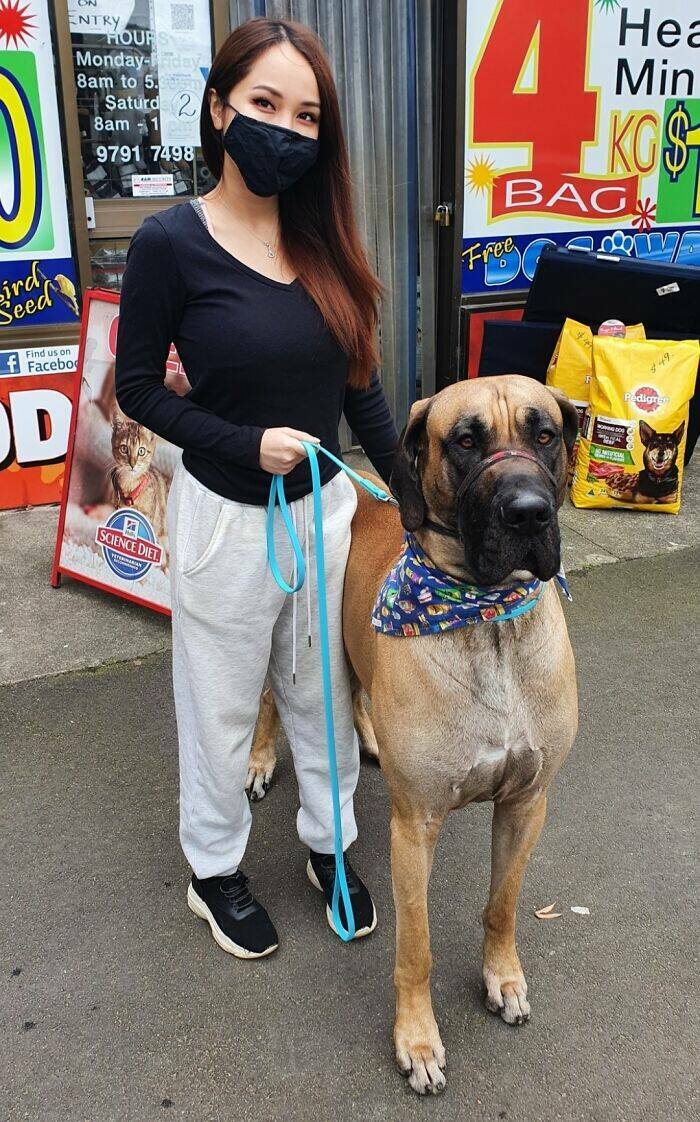 Gentle Giants Unleashed: Massive Dogs Living Large And Loving It