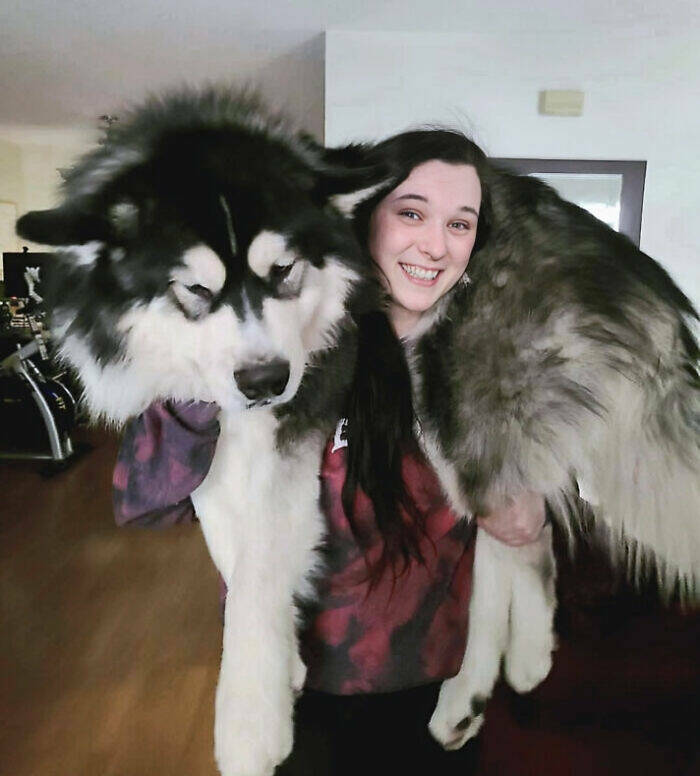 Gentle Giants Unleashed: Massive Dogs Living Large And Loving It