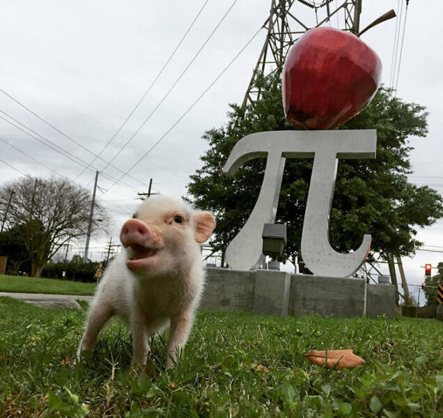 Pie-licious Pi Day: A Celebration Of Math And Desserts