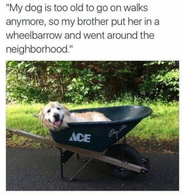 Heartwarming Humor: Wholesome Memes To Lift Your Spirits