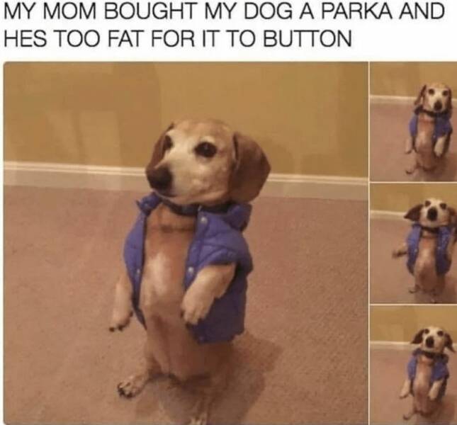 Pawsitively Parenting: Dog Parent Memes That Hit Home