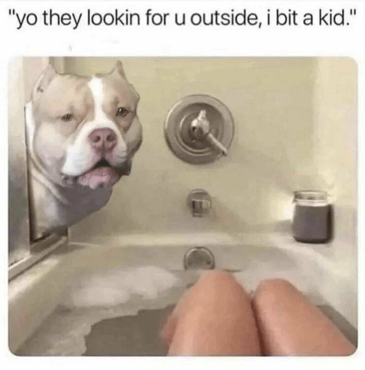 Pawsitively Parenting: Dog Parent Memes That Hit Home