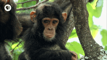 Wiki Wonders: Pages That Leave You In Awe And Confusion