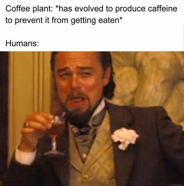 Funny Coffee Memes To Start Your Day