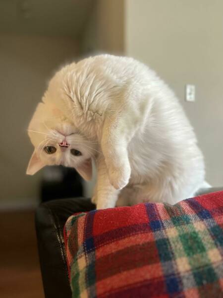 Feline Malfunctions: Hilarious Cat Moments That Puzzle Pet Owners