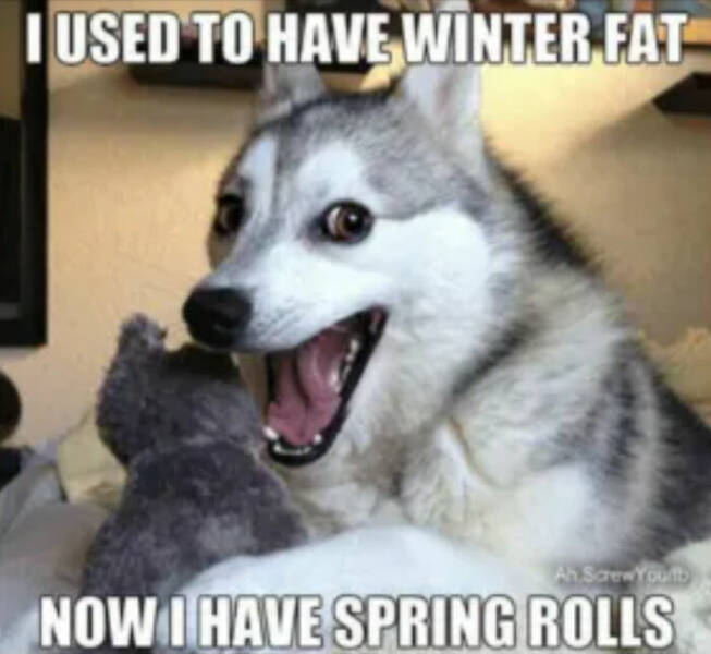 Spring Fling: Embracing The Quirks Of The Season With Funny Memes