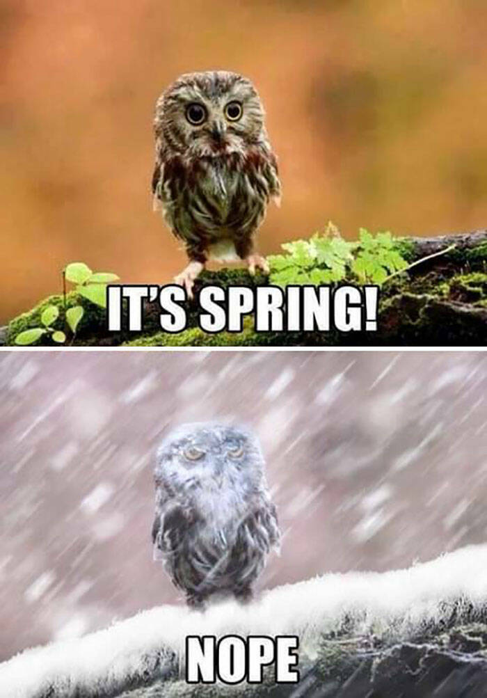 Spring Fling: Embracing The Quirks Of The Season With Funny Memes