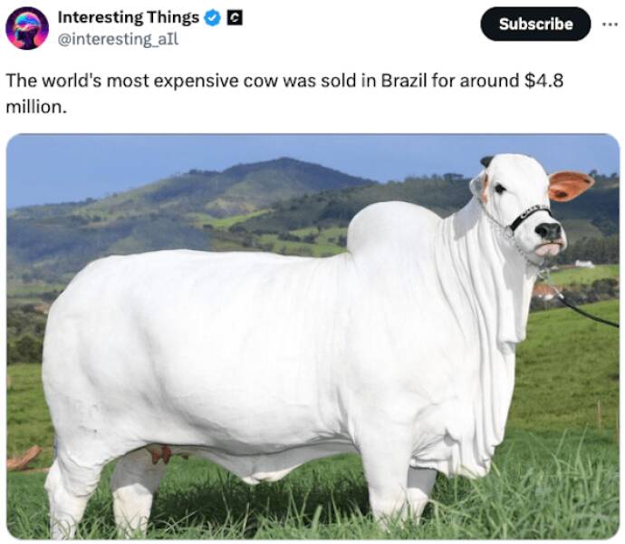 Cattle Critique: Online Reactions To the Most Expensive Cow