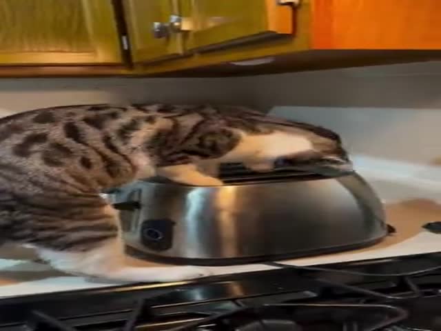 Cat & Toaster