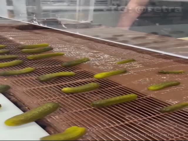 An American Factory Produces Chocolate-Covered Pickles As A Dessert