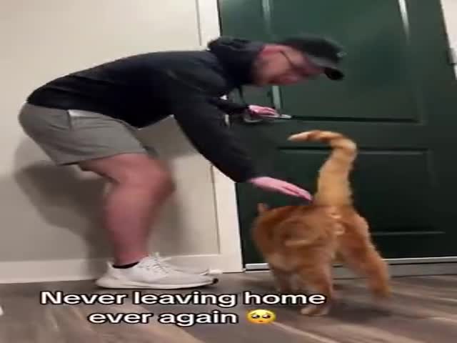 What Happens To Your Cat When You Leave The House?