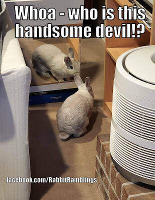 Hoppy Humor: Bunny Memes To Brighten Your Easter