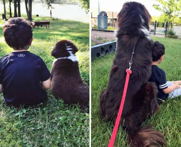 From Pups To Adults: A Doggie Growth Story