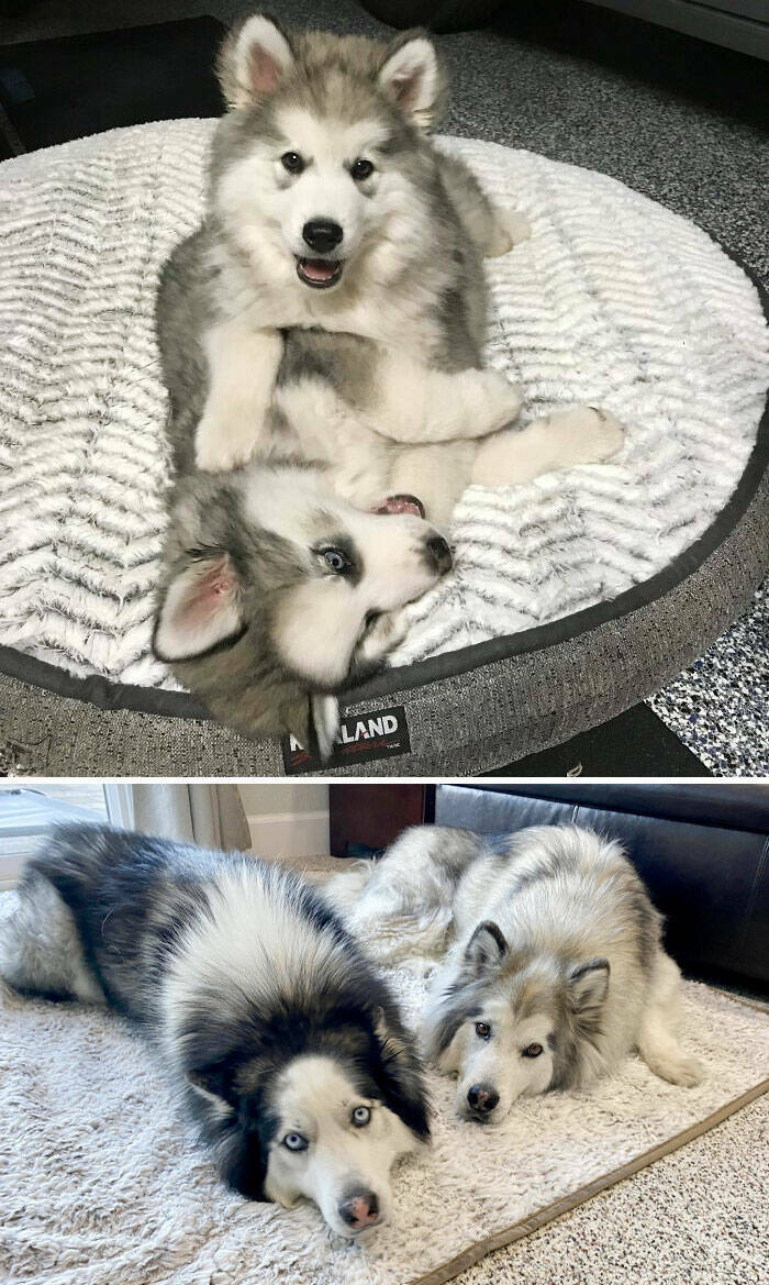 From Pups To Adults: A Doggie Growth Story