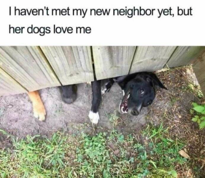 Canine Comedy: Heartwarming Dog Memes Guaranteed To Bring Smiles