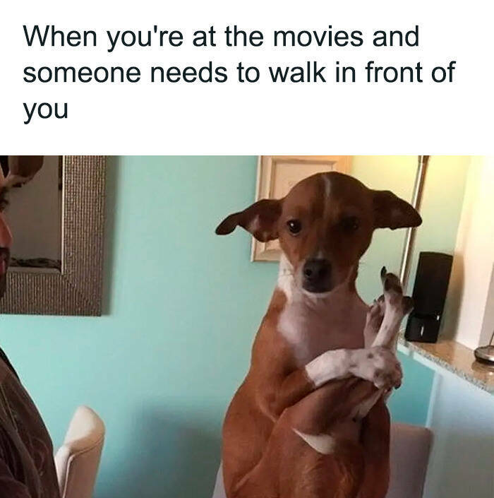Canine Comedy: Heartwarming Dog Memes Guaranteed To Bring Smiles