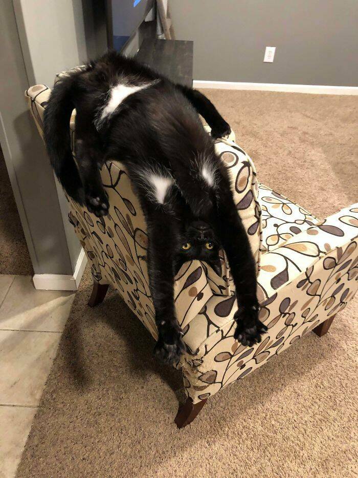 Top Picks from Whats Wrong With Your Cat For Endless Laughs