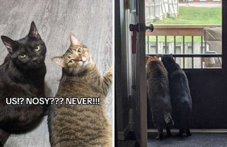 Curiosity Captured: Owners Share Hilarious Pics Of Their Nosy Pets