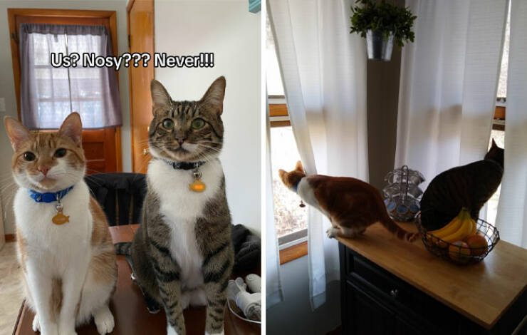 Curiosity Captured: Owners Share Hilarious Pics Of Their Nosy Pets