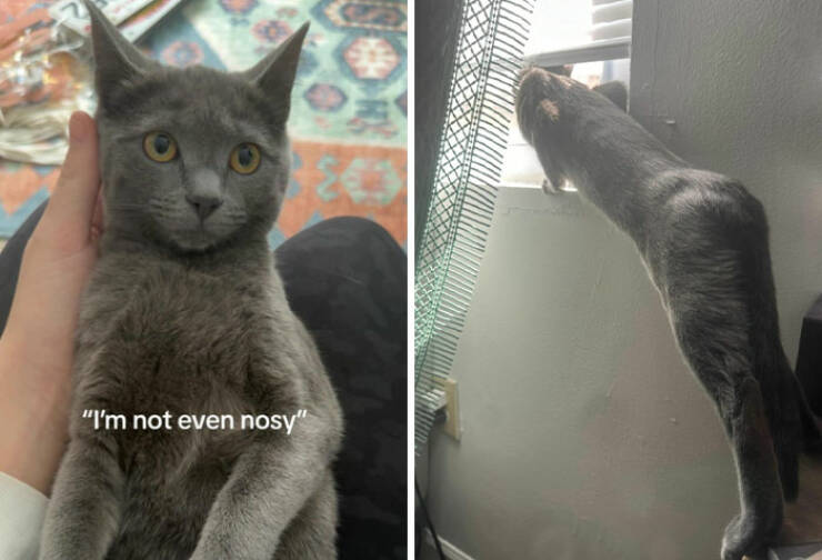 Curiosity Captured: Owners Share Hilarious Pics Of Their Nosy Pets