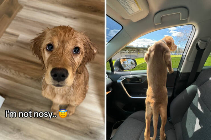 Curiosity Captured: Owners Share Hilarious Pics Of Their Nosy Pets