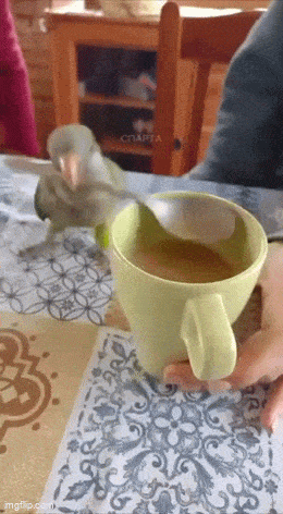 Daily Gifdump