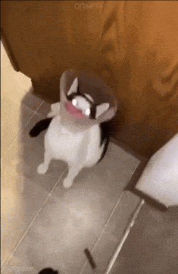 Daily Gifdump