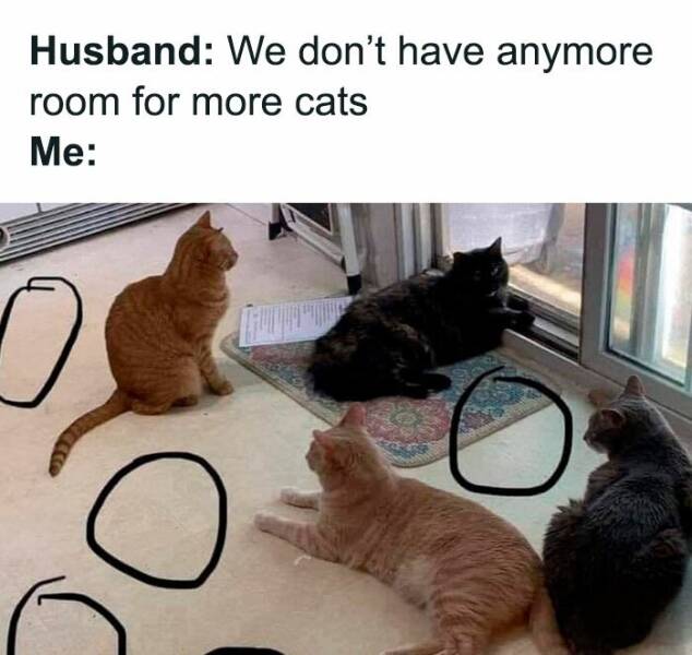 Feline Funnies: Laugh-Out-Loud Memes For Cat Lovers