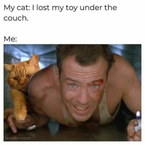 Feline Funnies: Laugh-Out-Loud Memes For Cat Lovers