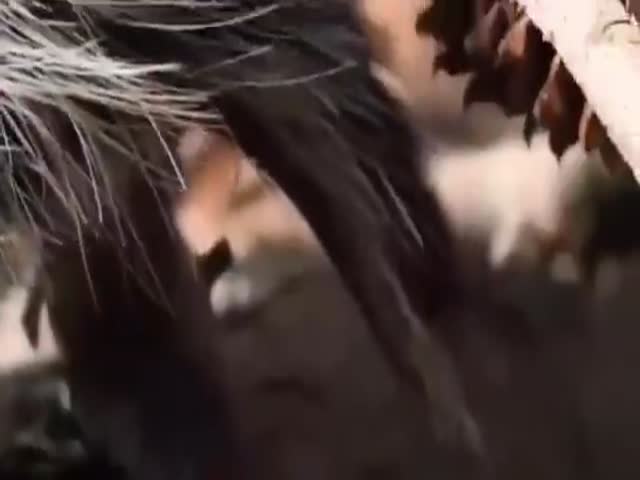 This Is How Porcupine Quills Work...
