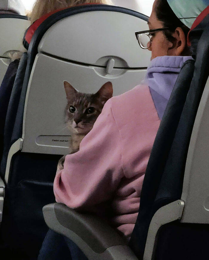 Flying Furry Friends: Pets That Make Air Travel Delightful
