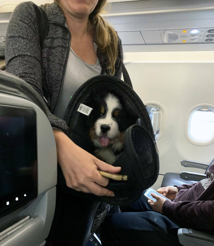 Flying Furry Friends: Pets That Make Air Travel Delightful