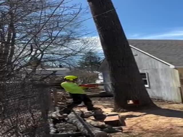 Precision Cutting Of A Tree