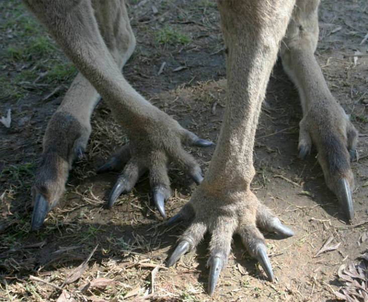 Footloose And Fascinating: The Most Unusual Animal Feet