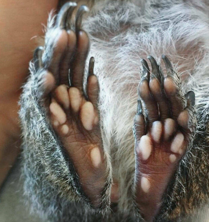 Footloose And Fascinating: The Most Unusual Animal Feet