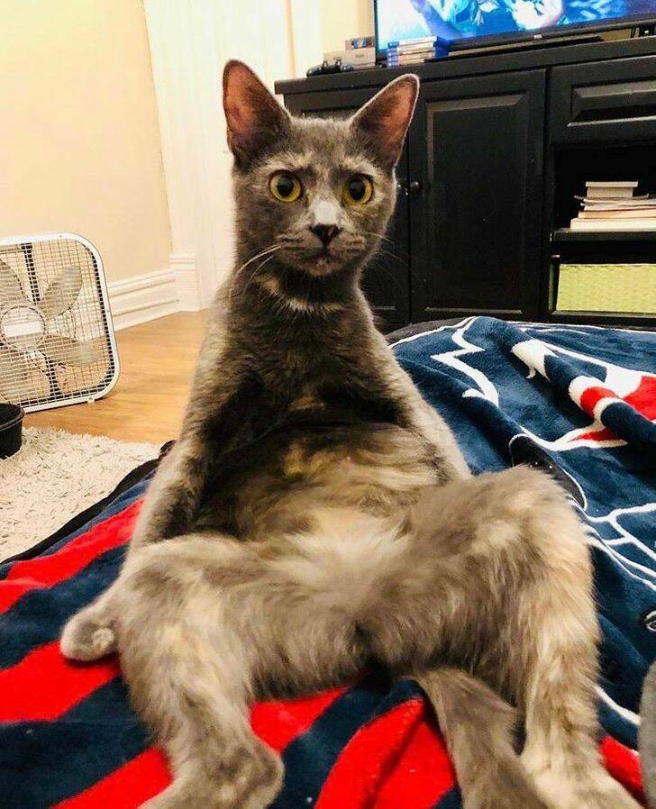 Pets Who Seem To Have Lost Their Way
