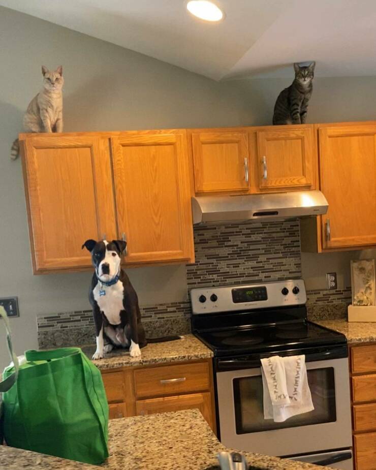 Pets Who Seem To Have Lost Their Way