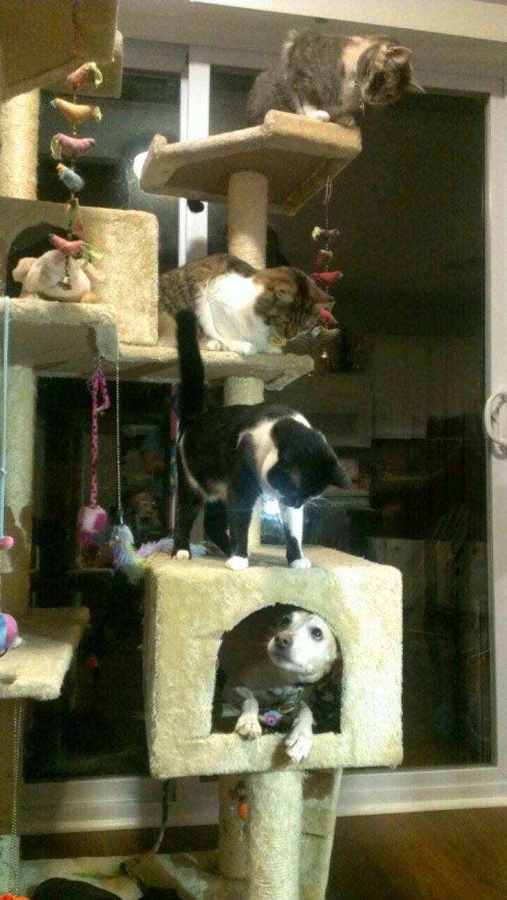 Pets Who Seem To Have Lost Their Way