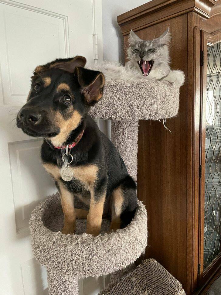Pets Who Seem To Have Lost Their Way