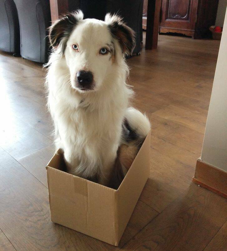 Pets Who Seem To Have Lost Their Way