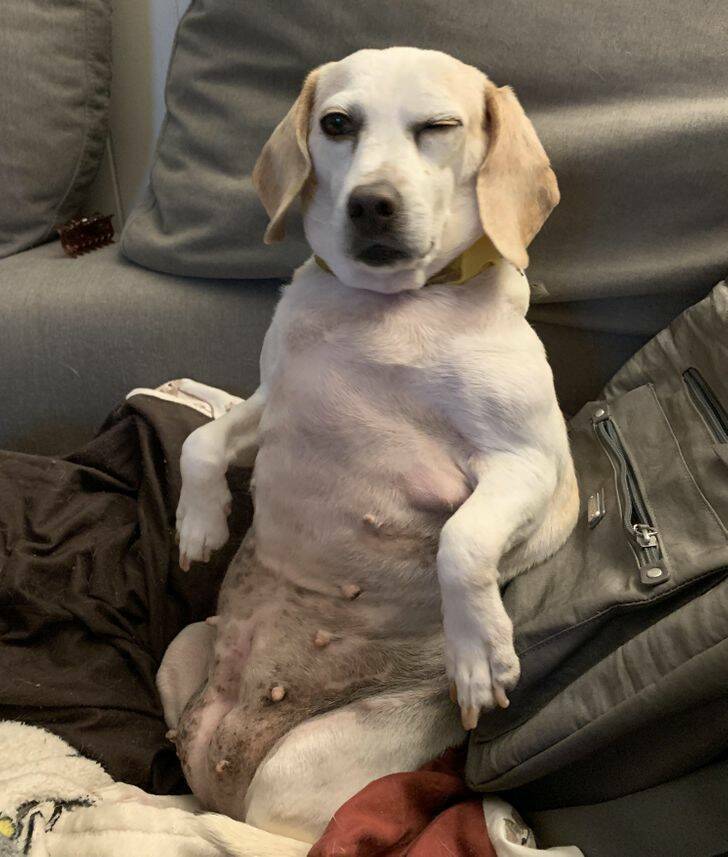 Pets Who Seem To Have Lost Their Way