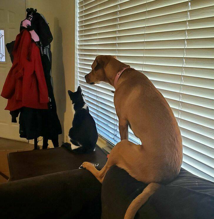Pets Who Seem To Have Lost Their Way